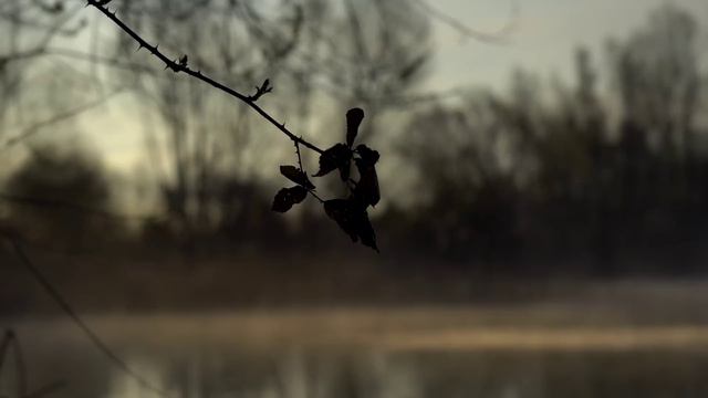 Syndicate Diaries #3 - Otto Reade - BIG CARP смотреть онлайн
