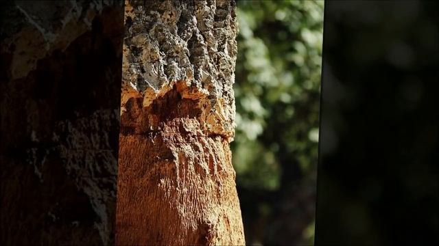 Как зимуют деревья? Детям про деревья. смотреть онлайн