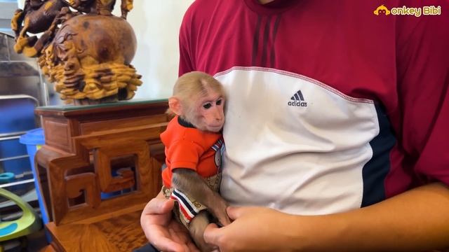 So Lovely! BiBi Monkey's Molt Makes His Mom Worried