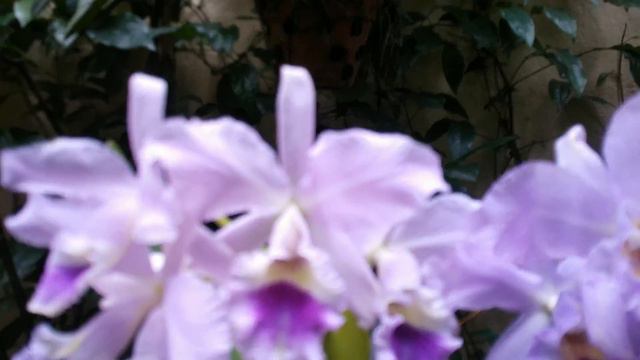 CATTLEYA LABIATA VAR COERULEA