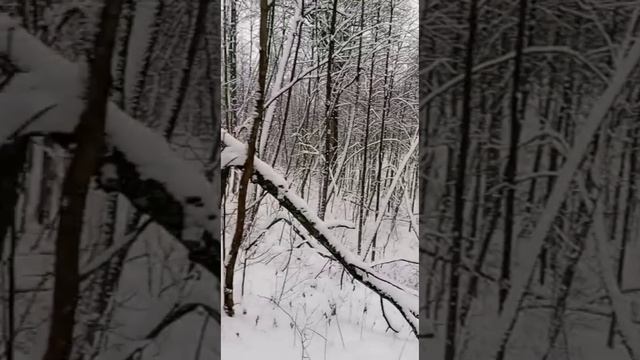 Охота на кабана или пособие браконьерам) #ловлякуницы #охота #зимнийлес #капканы #следы #глухарь