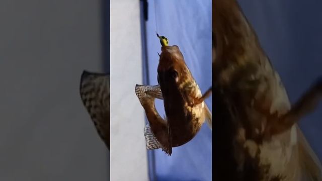 Самая вкусная рыба для ухи! смотреть онлайн