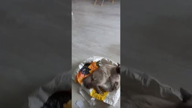 Помесь Сиамской И Невской-Маскарадной Кошки (Описание Пород) смотреть онлайн