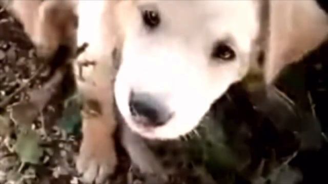 Этого малыша сбила машина, и все время его мама не отходила от него, стараясь сохранить ему жизнь смотреть онлайн