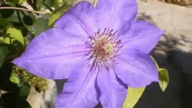 Цветочная фантазия под музыку Шопена. смотреть онлайн