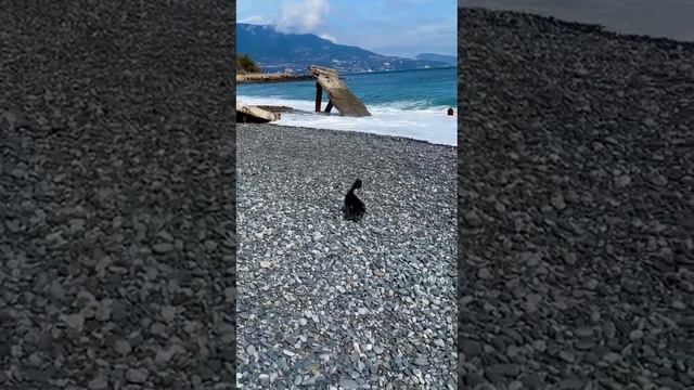 привет от Дельфина из Ялты выпускник питомника чихуахуа Кастропуло Крым смотреть онлайн