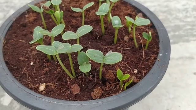 How to grow Watermelon in Pot смотреть онлайн