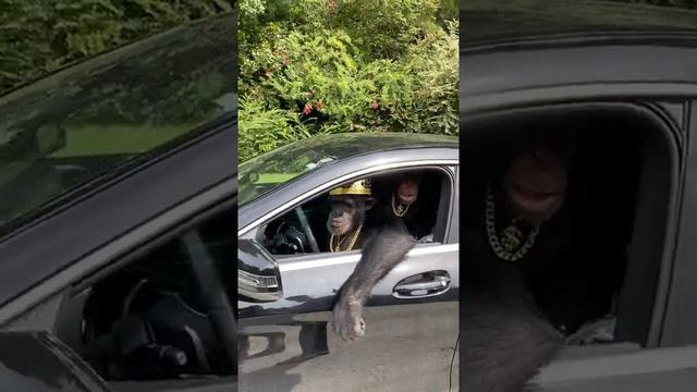 а они не те обезьяны,с Мадагаскара? смотреть онлайн