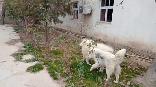 ШОК! Люди держат белые волки! Они дикие хищники и очень страшны! смотреть онлайн