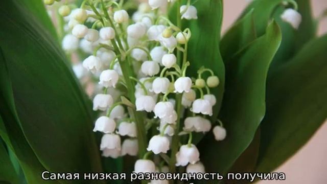 Бордюрные цветы смотреть онлайн