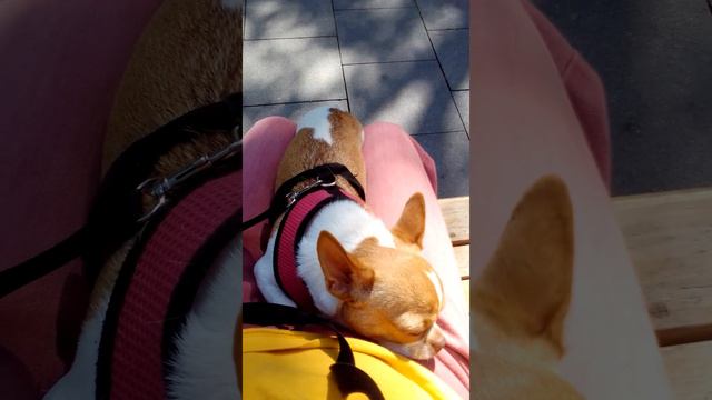 мы снова наслаждаемся прогулками смотреть онлайн