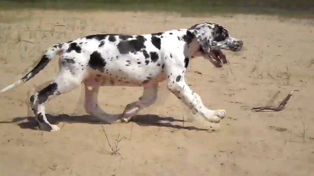 Zavoevatel Serdec смотреть онлайн