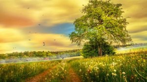 Русское поле Просто Обалденный Футаж для Монтажа Видео / Russian field Beautiful footage