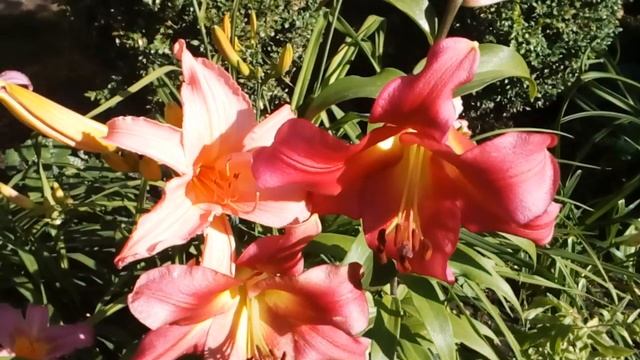 Любимый сад на 1 июля2019 #лилии #лилейники #бабочки #эхинацеи #кошкаМаркиза смотреть онлайн