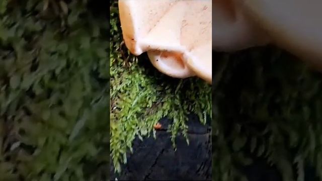 Ежовик. смотреть онлайн