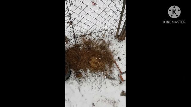 Поздняя посадка тюльпанов, нарциссов, крокусов. Дача в Чувашии 24 ноября смотреть онлайн