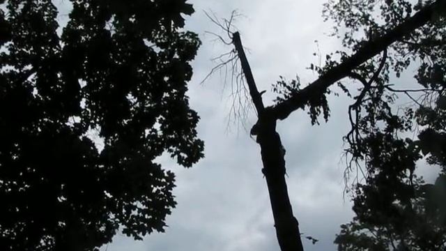 8. Спиливаем трухлявую верхушку смотреть онлайн