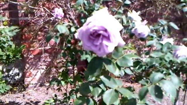 "Blue Moon" Rose in The Rose Garden at Hampton Court Palace смотреть онлайн
