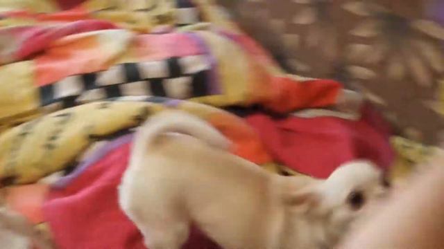 Игра с собачкой породы чихуахуа смотреть онлайн