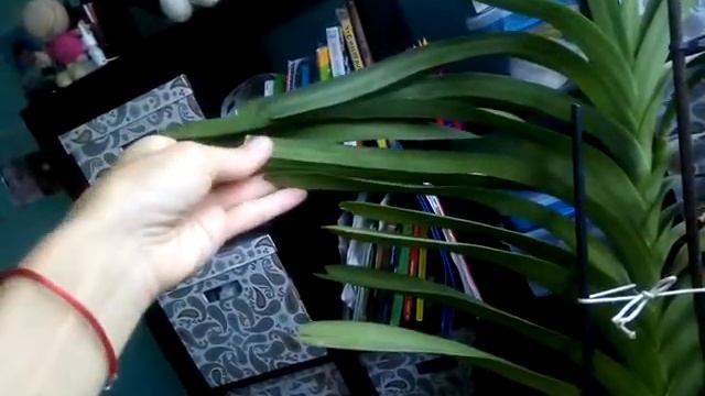 Орхидея Ванда особенности ухода 1часть смотреть онлайн