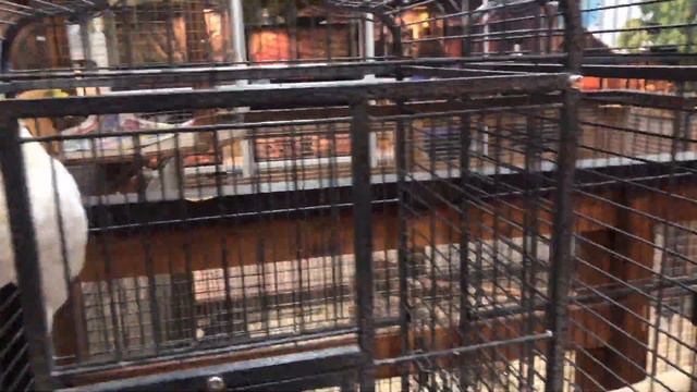 Контактный ЗООПАРК. Ути пути лапочки смотреть онлайн