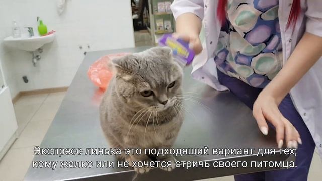Экспресс линька кошки без седации!? смотреть онлайн