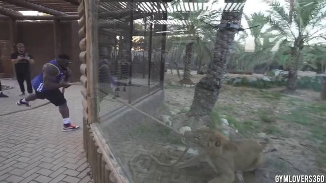 Bodybuilder vs. Lion ! ? Tug Of War смотреть онлайн