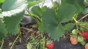 Сорт ранней клубники Флер -саженцы клубники в Беларуси