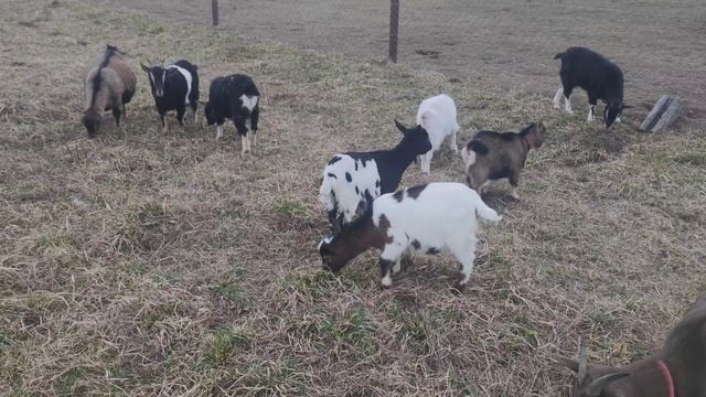 Камерунские козы на прогулке, что нового в семействе козочек смотреть онлайн