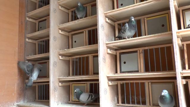 Содержание спортивных голубей смотреть онлайн