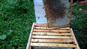 Отбор рамок и откачка мёда из малоформатных ульев. Улей МФУ #пчеловодонлайн #pchelovodonline