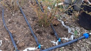 Подкормка голубики органическим удобрением.