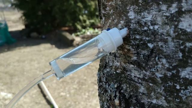 Сбор берёзового сока 2019 капельницы смотреть онлайн