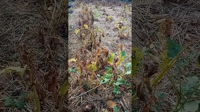 Экспериментальный картофель в кислом торфе на геотекстиле смотреть онлайн