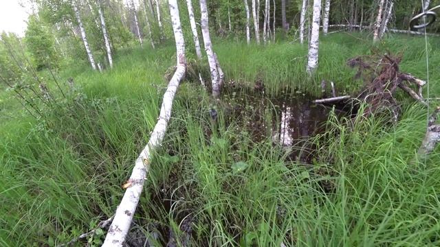 РЫБАЛКА НА СПИННИНГ БОБРЫ МЕШАЮТ РЫБАЧИТЬ ТАЕЖНАЯ РЕЧКА КАРЕЛИЯ.mp4 смотреть онлайн