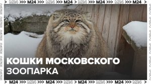 "День в московском зоопарке": кошки - Москва 24