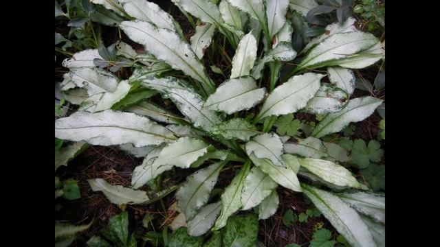 МЕДУНИЦА (PULMONARIA) сем. Бурачниковые смотреть онлайн