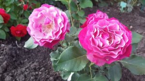 Роза Вайлд Блу Йондер (Wild Blue Yonder)  из питомника Бутримовых