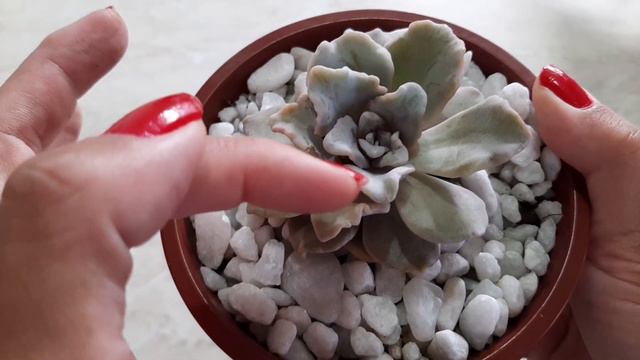 Suculenta Echeveria Crispate Beauty - Como cuidar смотреть онлайн