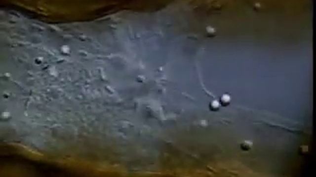 движение цитоплазмы2.avi смотреть онлайн