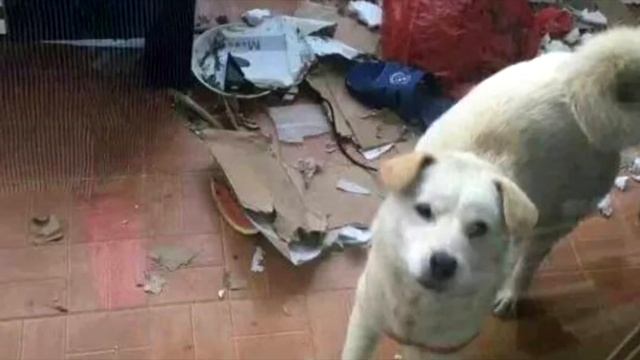 Мужчина спас собаку, которую продавали на мясо. Потребовался всего месяц, чтобы стать красавцем смотреть онлайн