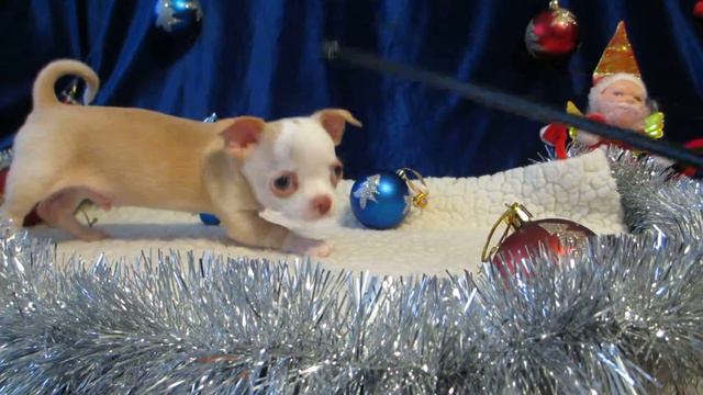 чихуахуа мальчик смотреть онлайн