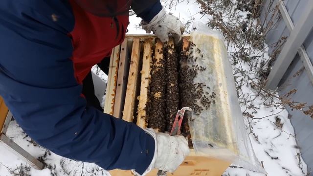 ЗИМОВКА ПЧЁЛ НА УЛИЦЕ ОСМОТР НА РАСПЛОД  Слабонервным не смотреть