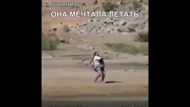 ПРИКОЛЫ, РЖАКА. СЛОМАВШИЙСЯ КОТ И СОБАКА КОТОРАЯ ЗАБЫЛА КАК ЛАЯТЬ! смотреть онлайн