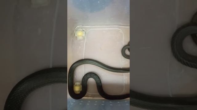 Суперспособность змеи - запихиваться в маленькие объёмы! смотреть онлайн