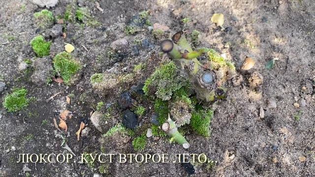 РОЗЫ. НЕ ЖАЛЕЙТЕ СЛЕПЫЕ ПОБЕГИ. НЕ ТЕРЯЙТЕ ВРЕМЯ...🤪🤪🤪 смотреть онлайн