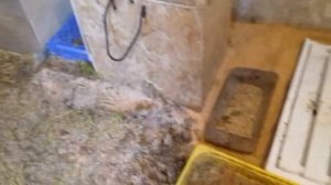 Поилка для индоуток.