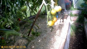 ТОМАТ-САНЬКА ЗОЛОТОЙ