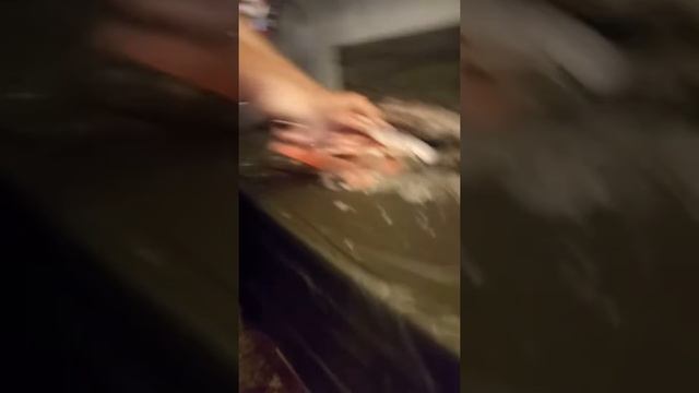 Рыбка чистить смотреть онлайн