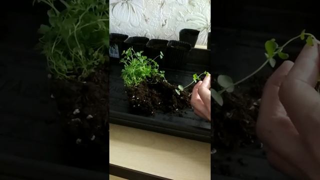 Душица обыкновенная #shorts смотреть онлайн